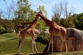Giraffes Royalty Free Stock Photo