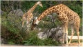 Giraffes  in the Lyon Zoo  within the Parc de la Tete d& x27;Or Royalty Free Stock Photo