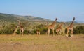 Giraffes in Masai Mara, Kenya