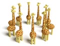 Giraffes meeting Royalty Free Stock Photo