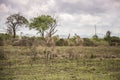 Giraffes at Mikumi National Park in Tanzania. Royalty Free Stock Photo