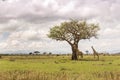 Giraffes at Mikumi national park, Tanzania. Royalty Free Stock Photo