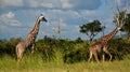 Giraffes. Mikumi National Park, Tanzania Royalty Free Stock Photo