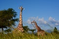 Giraffes. Mikumi National Park, Tanzania Royalty Free Stock Photo