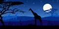 Giraffes in moonlight