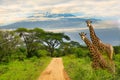 Giraffes and Mount Kilimanjaro Royalty Free Stock Photo