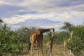 Giraffes and Mount Kilimanjaro Royalty Free Stock Photo