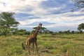 Giraffes and Mount Kilimanjaro Royalty Free Stock Photo