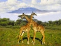 Giraffes and Mount Kilimanjaro Royalty Free Stock Photo