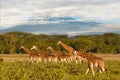 Giraffes and Mount Kilimanjaro Royalty Free Stock Photo