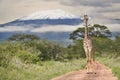 Giraffes and Mount Kilimanjaro in Amboseli National Parkst National Park Royalty Free Stock Photo