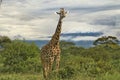 Giraffes and Mount Kilimanjaro in Amboseli National Parkst National Park Royalty Free Stock Photo