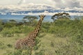 Giraffes and Mount Kilimanjaro in Amboseli National Parkst National Park Royalty Free Stock Photo