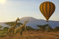 Giraffes and Mount Kilimanjaro in Amboseli National Park Royalty Free Stock Photo