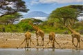 Giraffes and Mount Kilimanjaro in Amboseli National Park Royalty Free Stock Photo