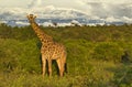 Giraffes and Mount Kilimanjaro in Amboseli National Parkst National Park Royalty Free Stock Photo