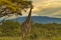 Giraffes and Mount Kilimanjaro in Amboseli National Parkst National Park Royalty Free Stock Photo