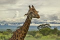 Giraffes and Mount Kilimanjaro in Amboseli National Parkst National Park Royalty Free Stock Photo