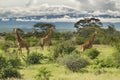 Giraffes and Mount Kilimanjaro in Amboseli National Parkst National Park Royalty Free Stock Photo