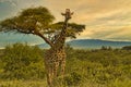Giraffes and Mount Kilimanjaro in Amboseli National Parkst National Park Royalty Free Stock Photo