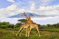 Giraffes and Mount Kilimanjaro Royalty Free Stock Photo