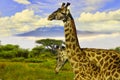 Giraffes and Mount Kilimanjaro Royalty Free Stock Photo