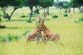 Giraffes, Murchison Falls National Park (Uganda) Royalty Free Stock Photo