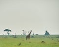 Giraffes Murchison Falls National Park Uganda