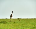 Giraffes Murchison Falls National Park Uganda