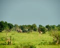 Giraffes Murchison Falls National Park Uganda Royalty Free Stock Photo