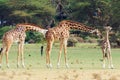Giraffes in Naivasha park
