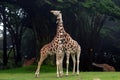 Giraffes Necking Royalty Free Stock Photo