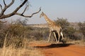 Giraffes in Northwest, South Africa. Royalty Free Stock Photo