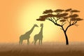 Giraffes over sunrise near acacia