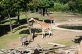 The giraffes that pass around the lake