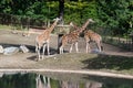The giraffes that pass around the lake