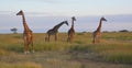 Giraffes on the plains in Africa Royalty Free Stock Photo