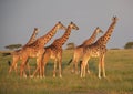 Giraffes on the plains in Africa Royalty Free Stock Photo