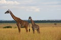 Giraffes on the plains in Africa Royalty Free Stock Photo