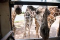 giraffes poke face into tourist bus window