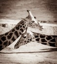 Giraffes portrait