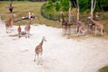 Giraffes in Prague Zoo Royalty Free Stock Photo