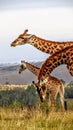 Giraffes reaching for a dream
