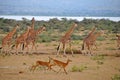 Giraffes Run with Gazelles at Murchison Falls Ugan Royalty Free Stock Photo