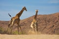 Giraffes running