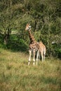 Giraffes running if field on sunny day Giraffa Camelopardalis