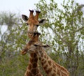 Giraffes`s couple closed together