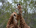 Giraffes`s couple playing together