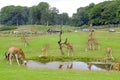 Giraffes Safari Park