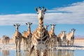 Giraffes at Salar de Uyuni, Bolivia, A herd of giraffes and zebras in Etosha National Park, Namibia, creates a picturesque scene,